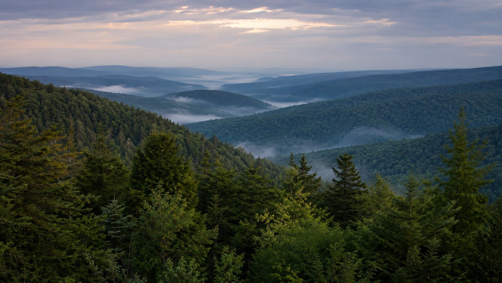 The pristine forest and natural aquifer source of Cedar Mountain Mineral Water in Tioga County, Pennsylvania.