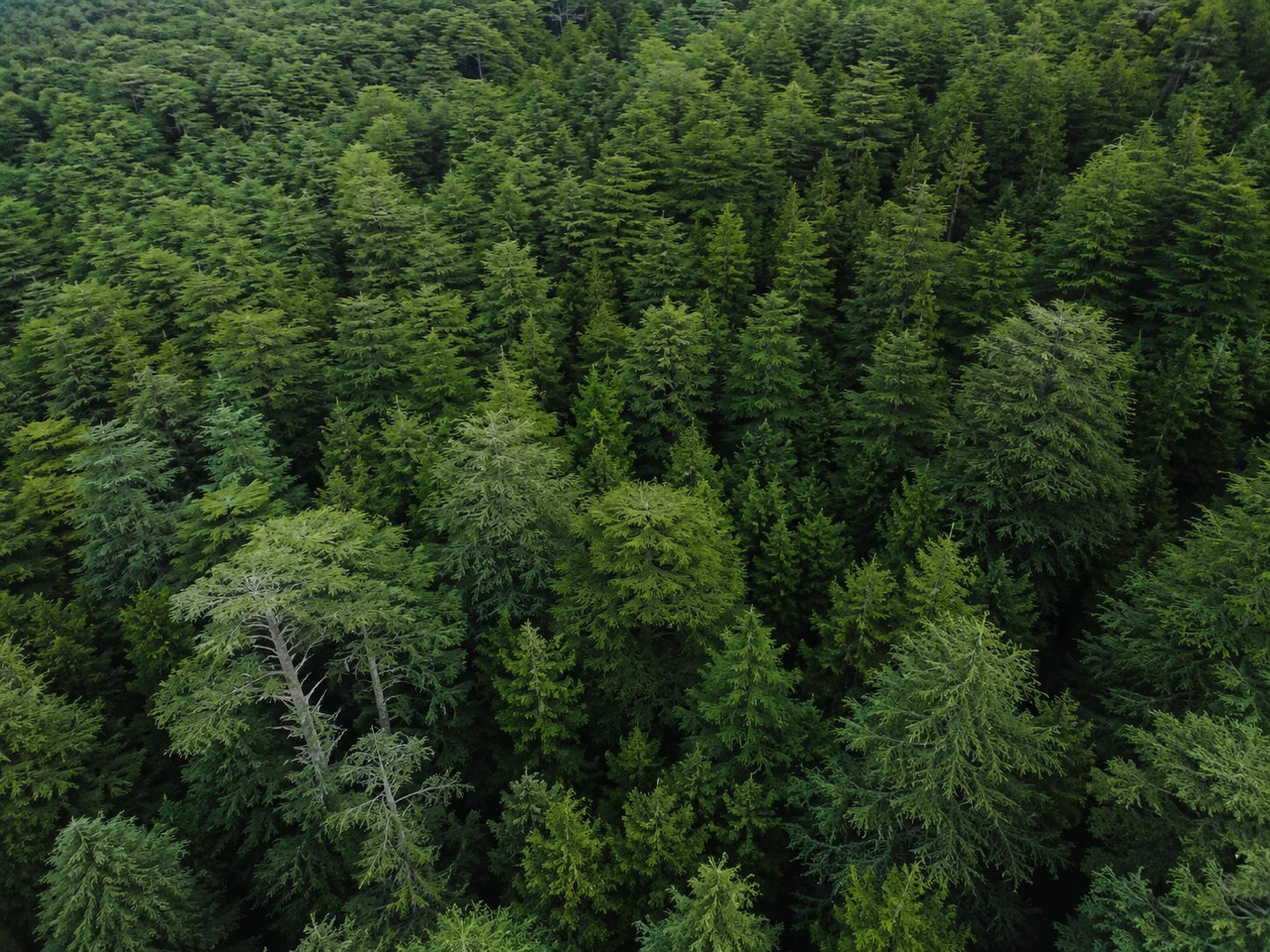 Aerial view of a dense coniferous forest with tall evergreen trees and one bare, dead tree standing among the green canopy